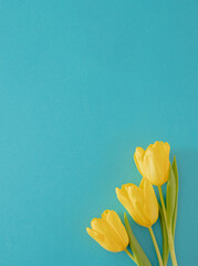 fresh easter yellow jungle gardening tulips flat lay on the desk against blue background with copyspace. spring minimalism