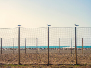 Aves marinas posadas en postes de madera en la playa de Málaga