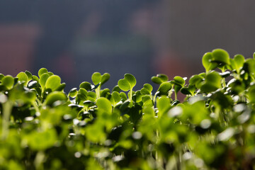 microgreens growing in pot healthy eco food