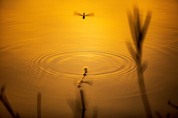 Water ripple circle on the surface of lake water with reflection of sky clouds at sunset or evening time. with dragonfly.