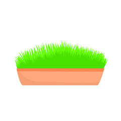 Home plant in a pot. Vector illustration isolated on white background.