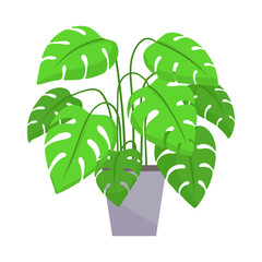 Home plant in a pot. Vector illustration isolated on white background.