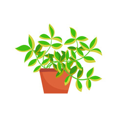 Home plant in a pot. Vector illustration isolated on white background.