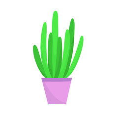 Home plant in a pot. Vector illustration isolated on white background.