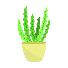 Home plant in a pot. Vector illustration isolated on white background.