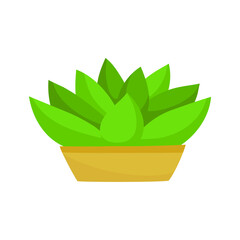 Home plant in a pot. Vector illustration isolated on white background.
