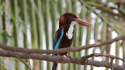 kingfisher on branch