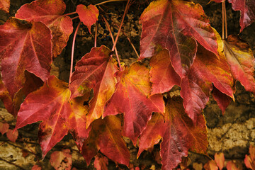 Fototapeta na wymiar Beautiful maple leaves of red shades on a stone background. 