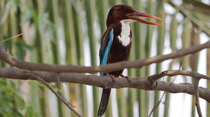 kingfisher on branch