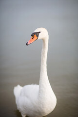 swan bird on background of water surface of lake. wildlife