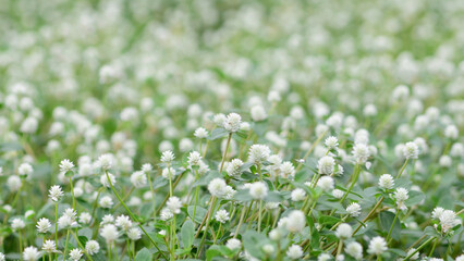 white flowers field in the country sitle.