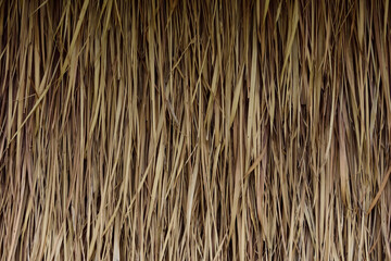 drought grass wall texture background.