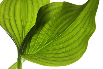 Close up green leaf on white.