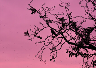 Crow on the tree