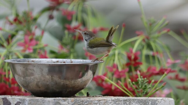Common tailorbird perched on a bowl