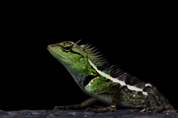 green lizard on a black