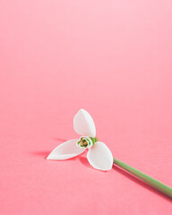 Snowdrop flower on bright pink background with copy space. Minimal spring concept.
