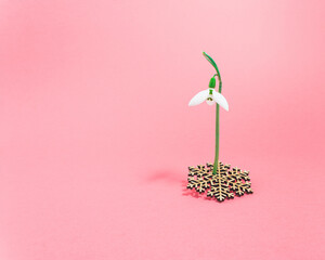 White snowdrop flower growing out of snowflake on bright pink background. Minimal spring season concept with copy space.