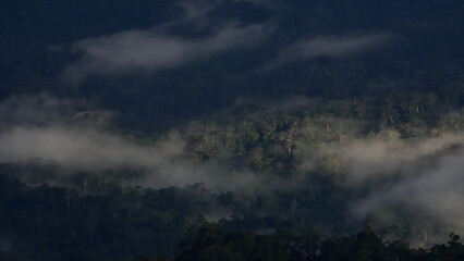 Fototapeta na wymiar bird eye view tropical forest landscape in the mist.aerail veiw evergreen forest in the morning.