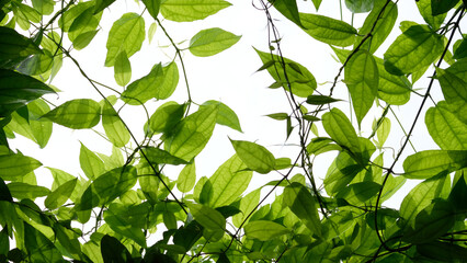 Fototapeta na wymiar green climber plant isolate on white background