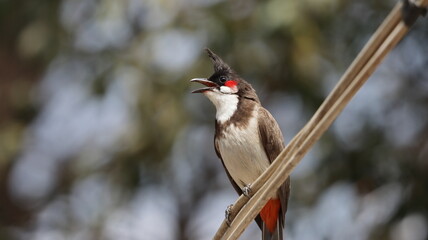 Red-whiskered bulbul singing perched on a wire