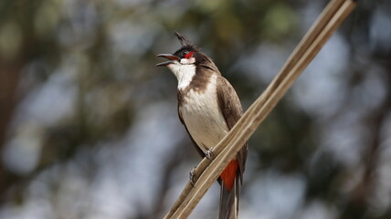 Red-whiskered bulbul singing perched on a wire