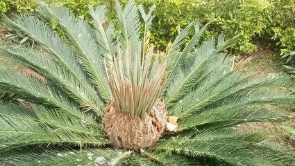 close up of pine cones