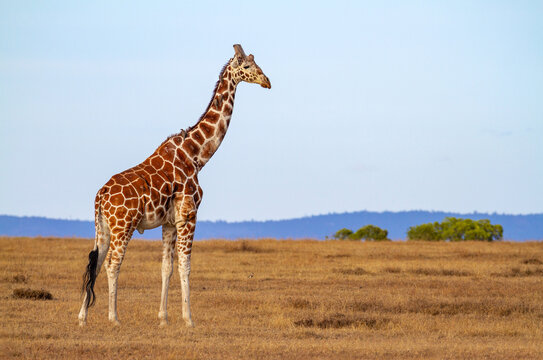 Nubian Giraffe male "Giraffa camelopardalis camelopardalis", Critically endangered animal. Masai Mara National Reserve or Maasai Mara, Kenya, Africa.  African safari vacation