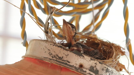 Red-whiskered bulbul chick in the nest