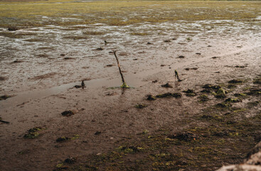 Mud swamp with algae and wood sticks