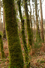 Detail of some trees covered in moss on an ancient forest