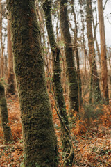 Fototapeta premium Detail of some trees covered in moss on an ancient forest