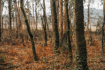 Obraz premium Ancient forest with oak trees and ferns in Galicia