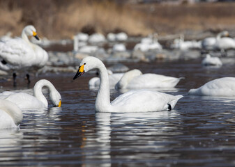 Obraz premium swan on the lake