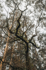 Oak tree surrounded by eucalyptus invasive species