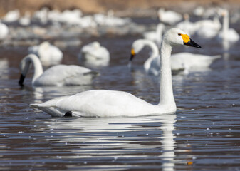 mute swan cygnus olor