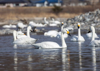 swans on the river