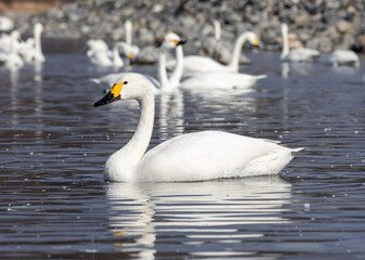 mute swan cygnus olor