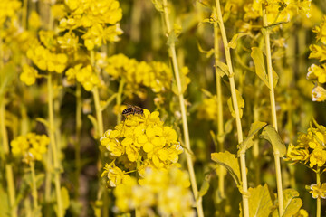 黄色の菜の花とミツバチ