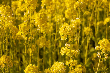 太陽の光を浴びる黄色の菜の花