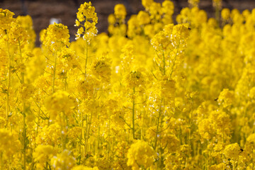 満開の菜の花畑