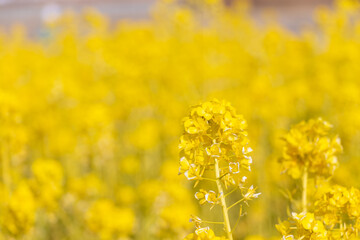 Fototapeta premium 太陽の光を浴びる黄色の菜の花