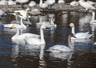 Obraz premium swans on the river