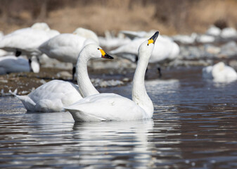 mute swan cygnus olor