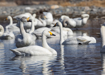 swans on the river