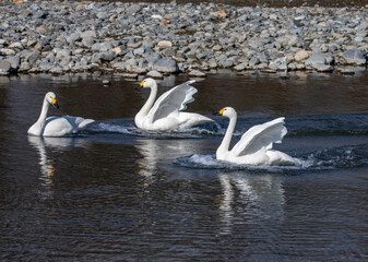 pelicans on the water