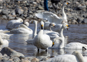 geese on the beach