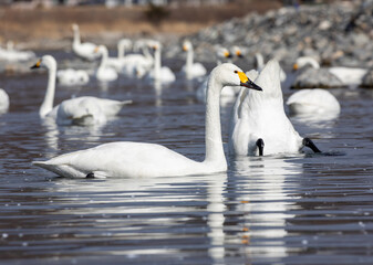 mute swan cygnus olor