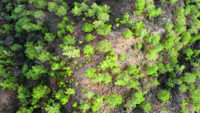 Treetops in sunny weather, Aerial view of Coniferous forest in spring, Green trees on the hill