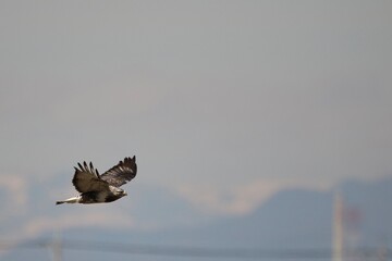 birds in flight